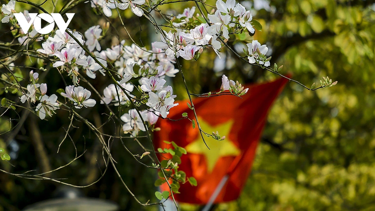 Hoa ban rực rỡ núi rừng, gọi mời du khách đến với Lễ hội hoa ban Điện Biên 2026 - ảnh 6