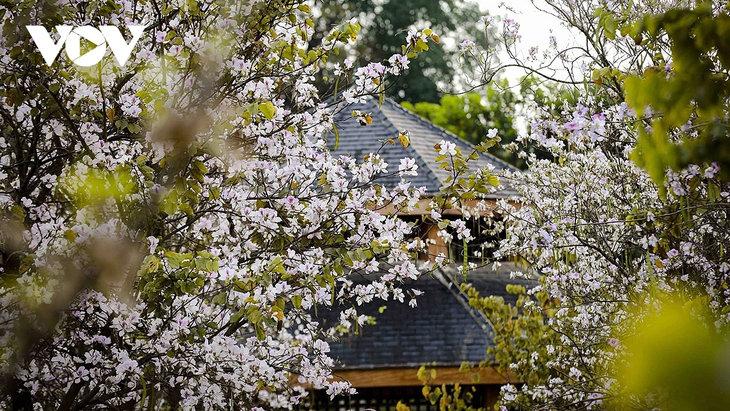 Hoa ban rực rỡ núi rừng, gọi mời du khách đến với Lễ hội hoa ban Điện Biên 2026 - ảnh 8