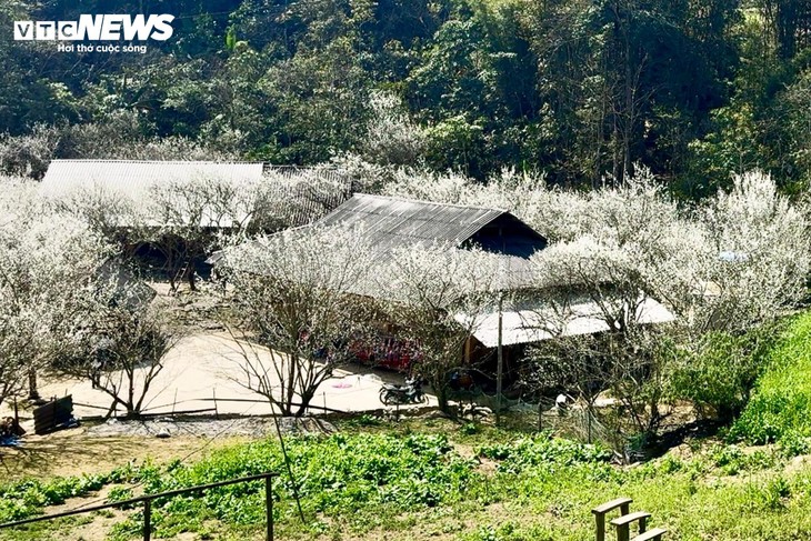 Núi rừng Lào Cai phủ trắng sắc hoa mận cuối tháng 2 - ảnh 4
