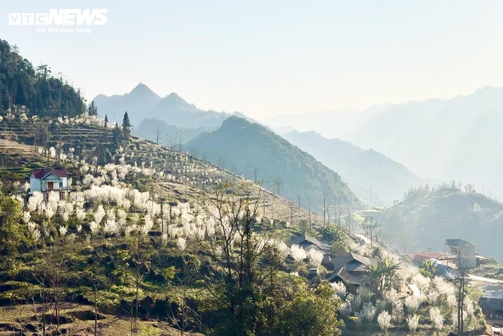 Núi rừng Lào Cai phủ trắng sắc hoa mận cuối tháng 2 - ảnh 5
