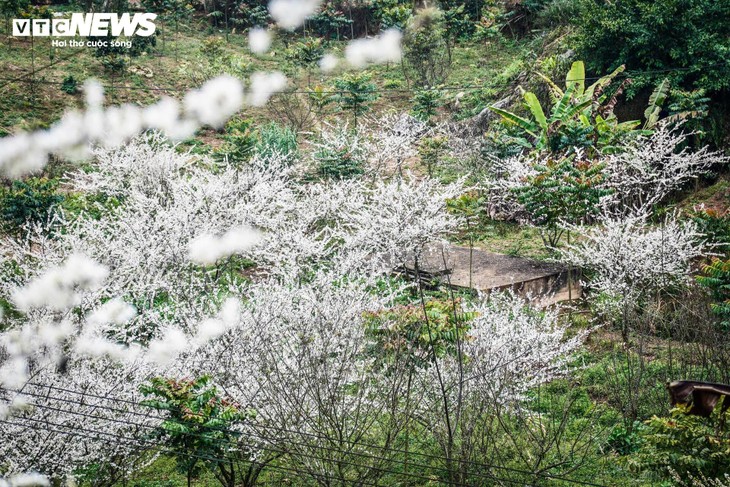 Núi rừng Lào Cai phủ trắng sắc hoa mận cuối tháng 2 - ảnh 6