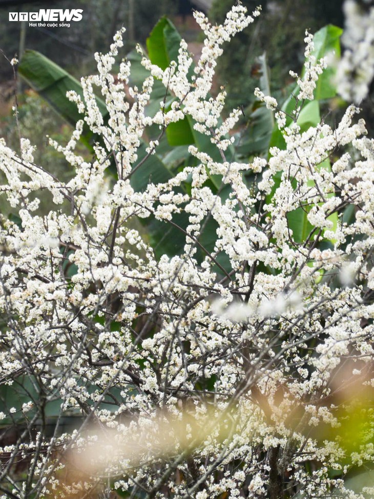 Núi rừng Lào Cai phủ trắng sắc hoa mận cuối tháng 2 - ảnh 7