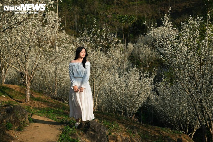 Núi rừng Lào Cai phủ trắng sắc hoa mận cuối tháng 2 - ảnh 9