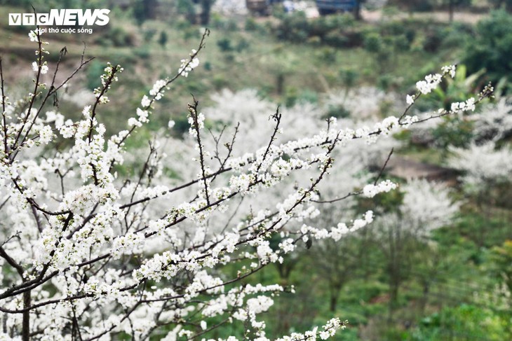 Núi rừng Lào Cai phủ trắng sắc hoa mận cuối tháng 2 - ảnh 11