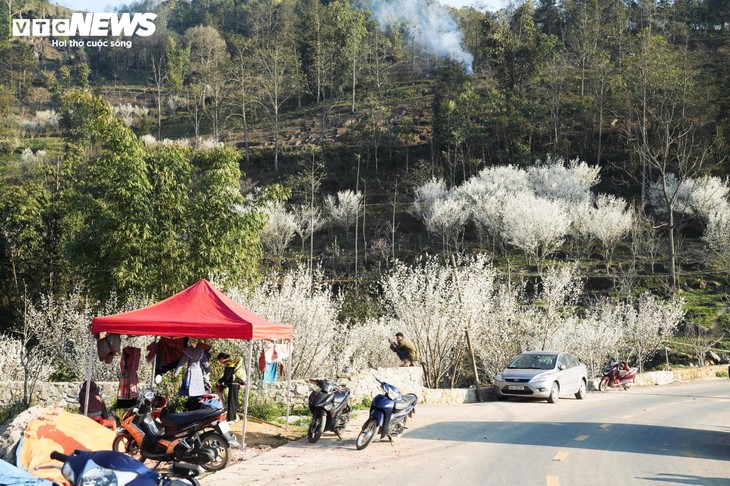 Núi rừng Lào Cai phủ trắng sắc hoa mận cuối tháng 2 - ảnh 12