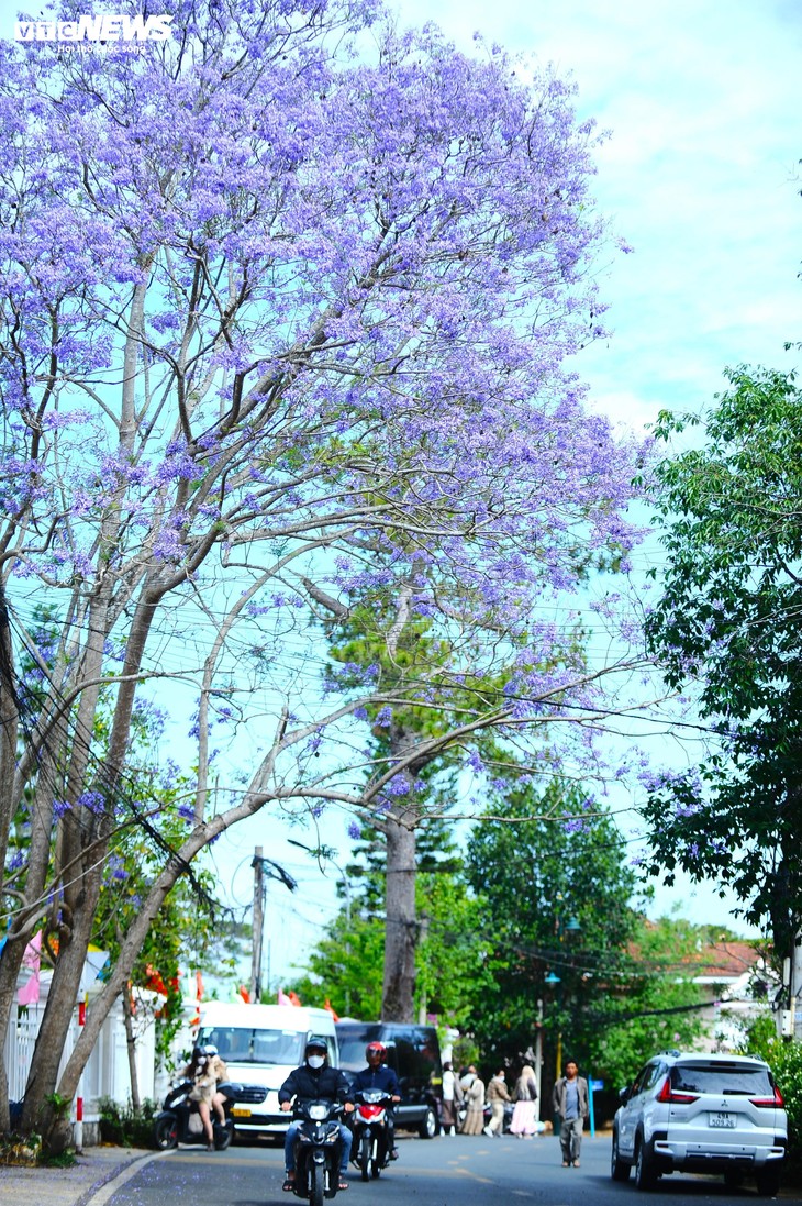 Ngắm Đà Lạt tím biếc trong nắng tháng Ba - ảnh 10