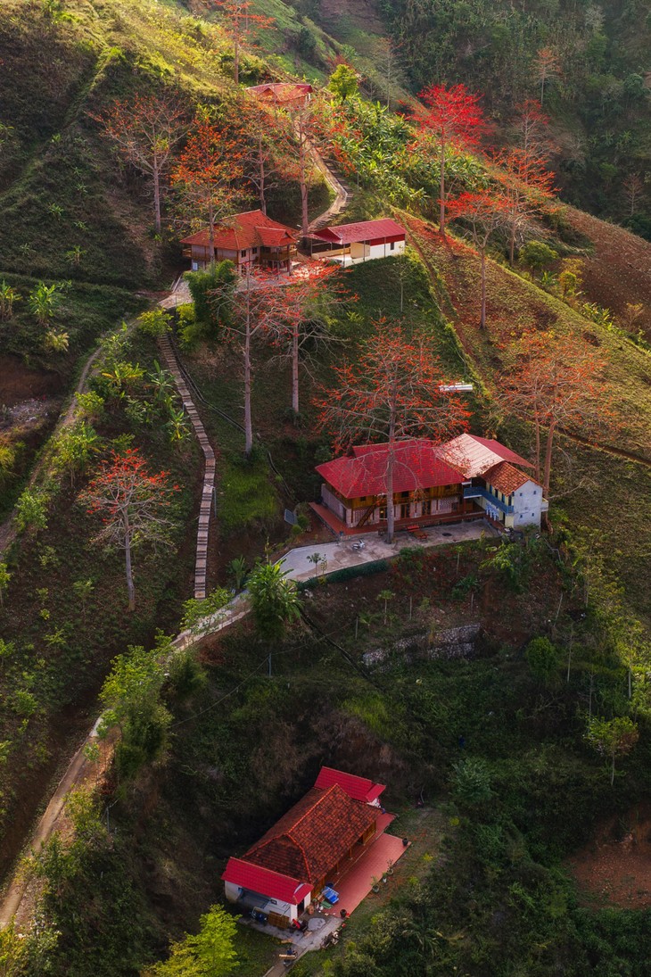 Ngắm hoa gạo bung nở đỏ rực giữa núi rừng Sơn La - ảnh 11