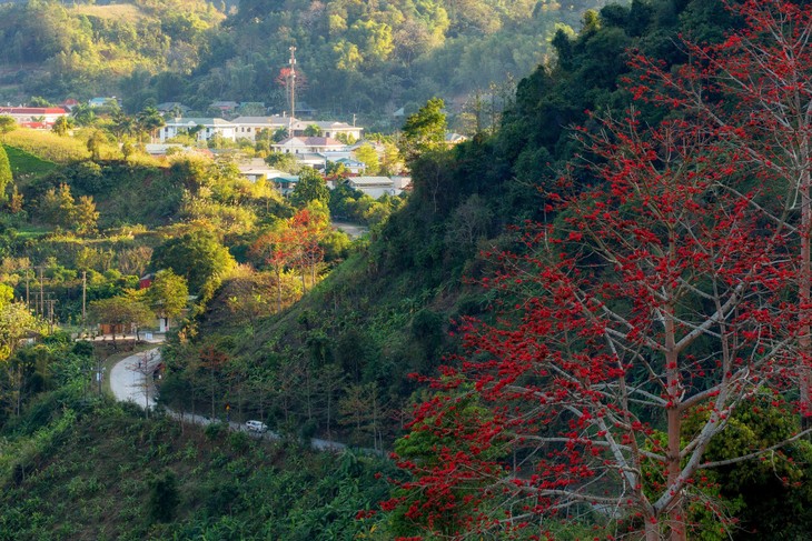 Ngắm hoa gạo bung nở đỏ rực giữa núi rừng Sơn La - ảnh 12