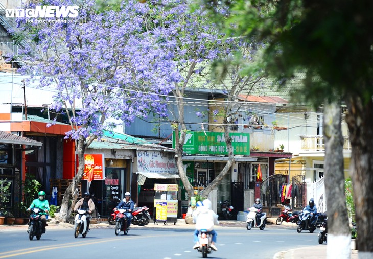 Ngắm Đà Lạt tím biếc trong nắng tháng Ba - ảnh 1