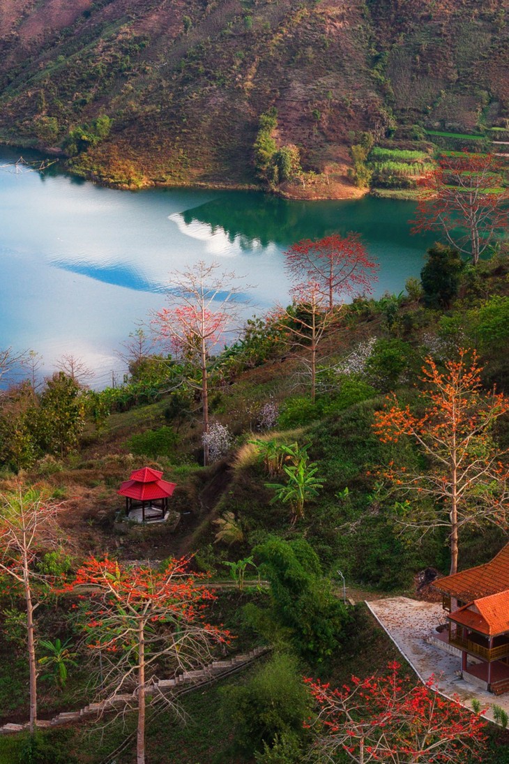 Ngắm hoa gạo bung nở đỏ rực giữa núi rừng Sơn La - ảnh 2