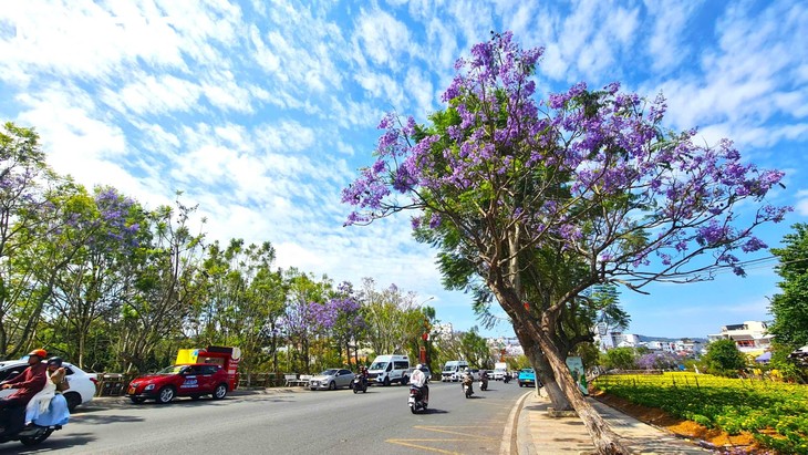 Ngắm Đà Lạt tím biếc trong nắng tháng Ba - ảnh 2