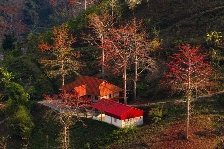 Ngắm hoa gạo bung nở đỏ rực giữa núi rừng Sơn La - ảnh 3