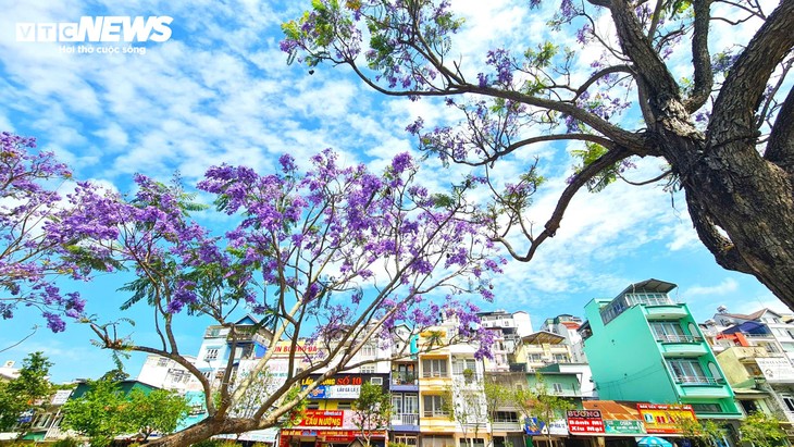 Ngắm Đà Lạt tím biếc trong nắng tháng Ba - ảnh 3