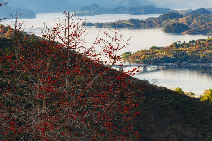 Ngắm hoa gạo bung nở đỏ rực giữa núi rừng Sơn La - ảnh 4