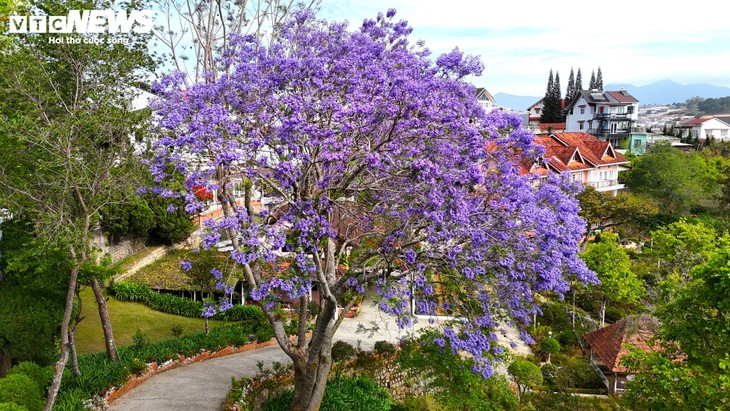 Ngắm Đà Lạt tím biếc trong nắng tháng Ba - ảnh 4