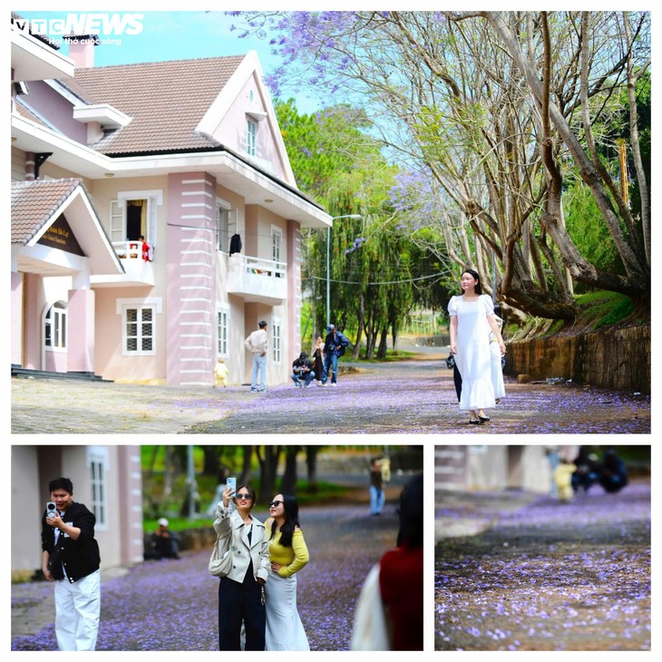 Ngắm Đà Lạt tím biếc trong nắng tháng Ba - ảnh 7