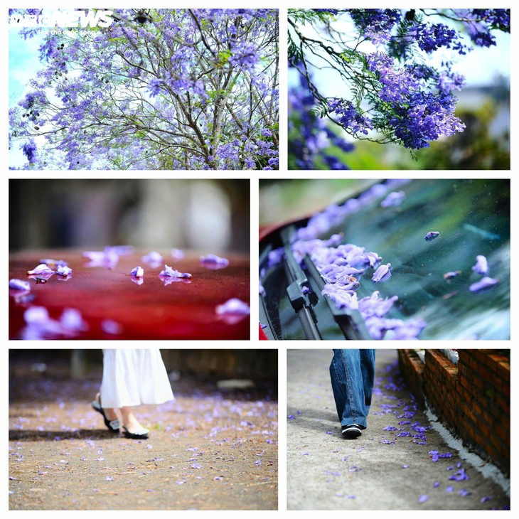 Ngắm Đà Lạt tím biếc trong nắng tháng Ba - ảnh 8