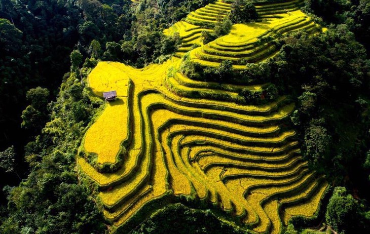 벼 익는 계절에 황쑤피 (Hoàng Su Phì)유산지의 독특한 문화 체험 - ảnh 1