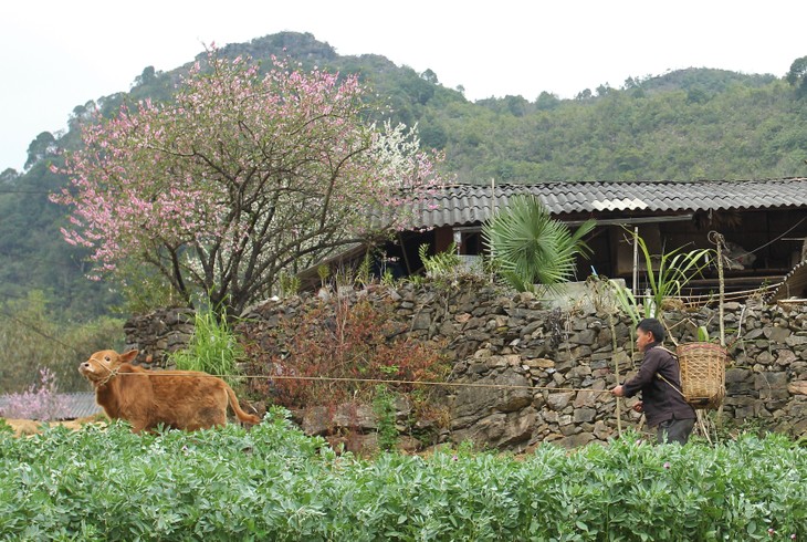 Hà Giang - đất và người - ảnh 16