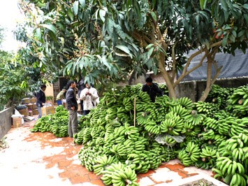 Pisang  banyak ditanam di Vietnam  - ảnh 1