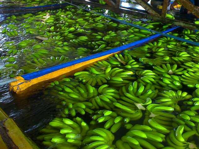 Pisang  banyak ditanam di Vietnam  - ảnh 2