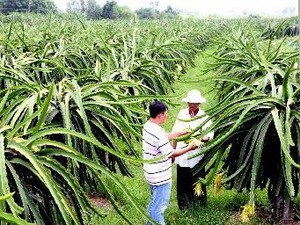 Vietnam dan Malaysia menandatangani naskah MoU kerjasama tentang  pengembangan koperasi. - ảnh 1