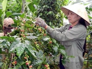 Vietnam dan Anggola memperkuat kerjasama pertanian - ảnh 1