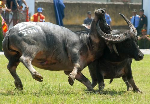 Pekenalan adu kerbau di Vietnam - ảnh 1