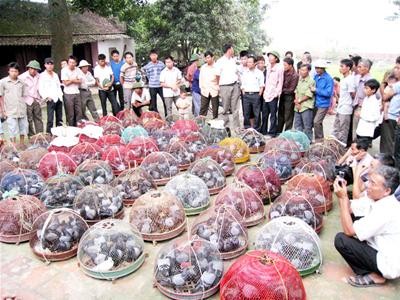 Hobi main melepas burung merpati di Vietnam - ảnh 2