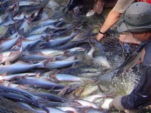 Produk Patin dan ikan Basa file VN dipaksa tarif tinggi  tidak rasional di AS - ảnh 1