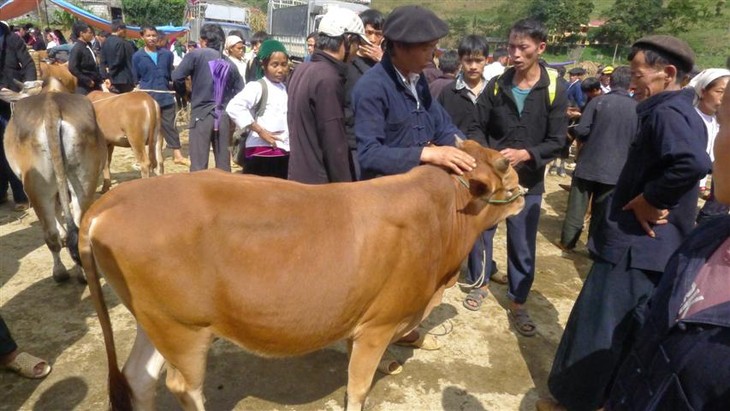 Kekhasan pasar ternak besar di kabupaten Meo Vac, provinsi Ha Giang - ảnh 2