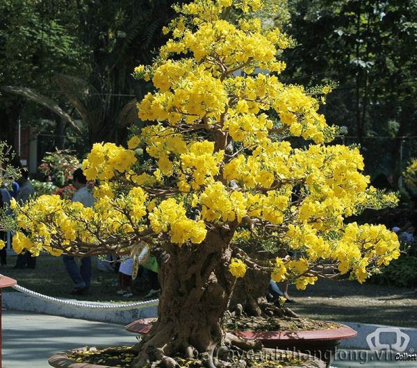 Bunga Maihoa - ảnh 1