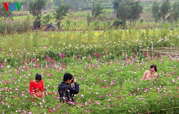 Suasana musim semi  2015 di Vietnam - ảnh 1