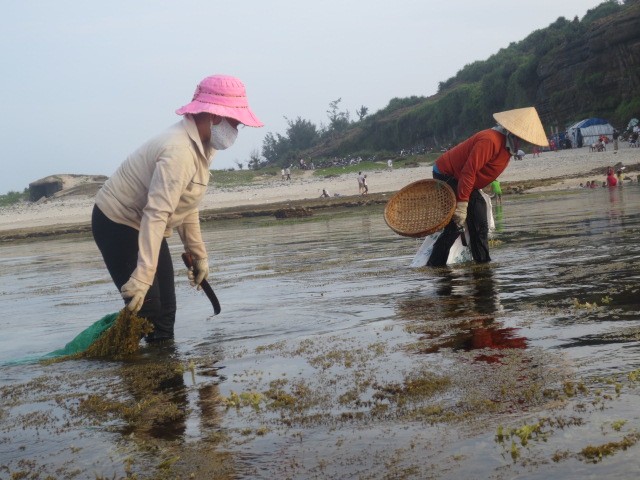 Kisah tentang kaum wanita yang mengatasi nasib di pulau Ly Son - ảnh 1