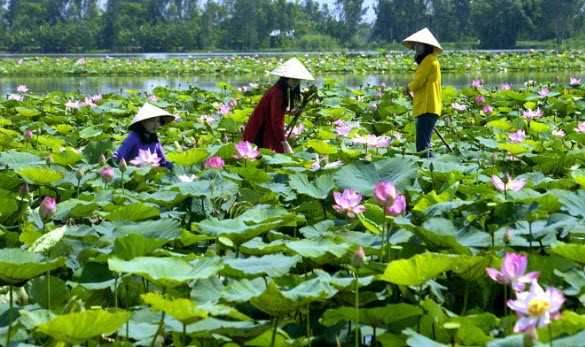 Tempat dimana pohon teratai menegakkan brand pariwisata - ảnh 2