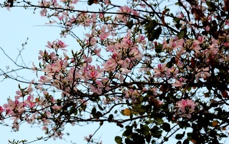 Moc Chau- daerah padang rumput  yang  berbunga  sepanjang tahun - ảnh 1