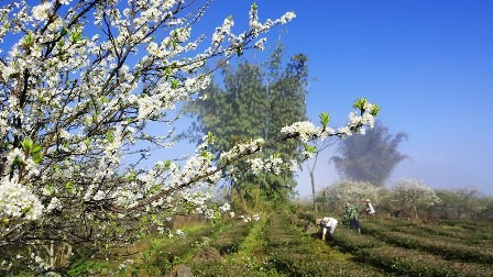 Moc Chau- daerah padang rumput  yang  berbunga  sepanjang tahun - ảnh 2