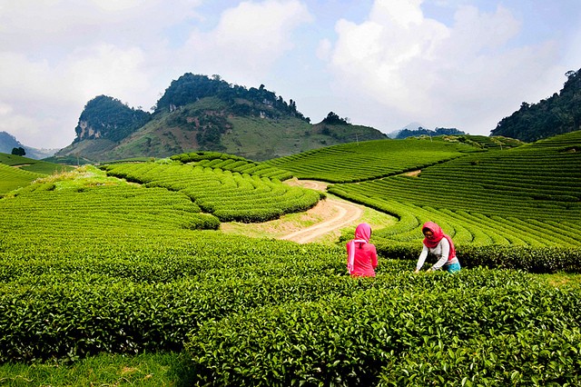 Moc Chau- daerah padang rumput  yang berbunga  sepanjang tahun - ảnh 1