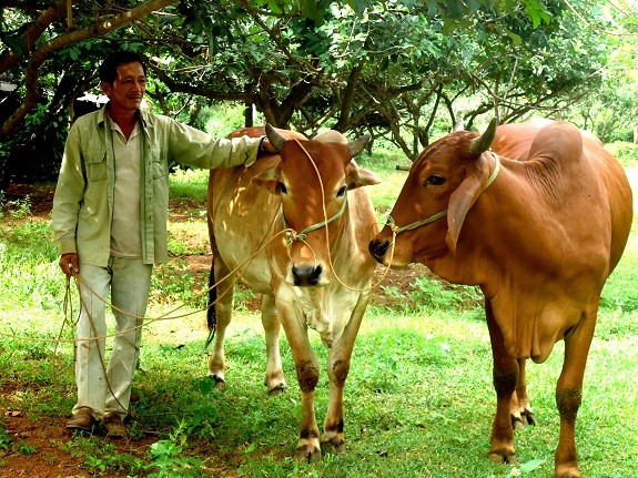 Menghadiahkan sumber mata pencaharian kepada para korban bom dan ranjau propinsi Binh Dinh - ảnh 1