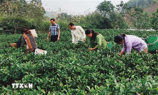 Yên Bai mise sur ses villages dits «de métier et d’artisanat» - ảnh 1