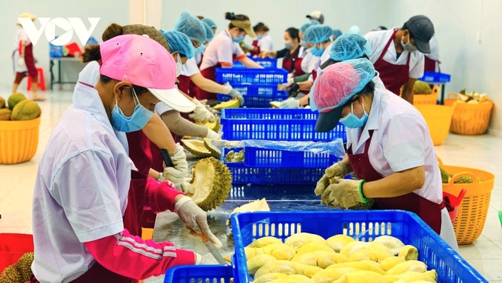 Le Vietnam affiche une croissance record de ses exportations agricoles en 2024 - ảnh 1