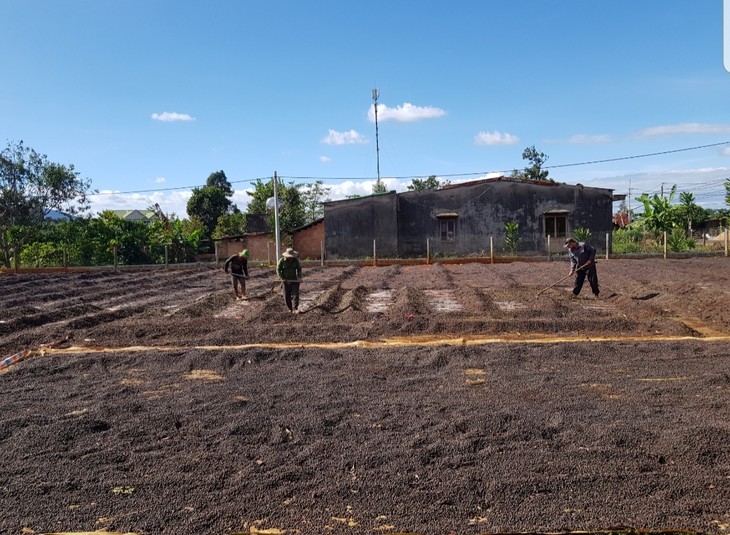 Siu Pop, un agriculteur accompli - ảnh 2