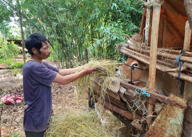 Gia Lai: un projet d’élevage bovin transforme la vie des minorités ethniques dans la commune d’Ia Pêt - ảnh 2