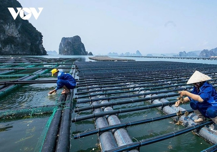 Quang Ninh: l’aquaculture s’adapte aux catastrophes naturelles - ảnh 2