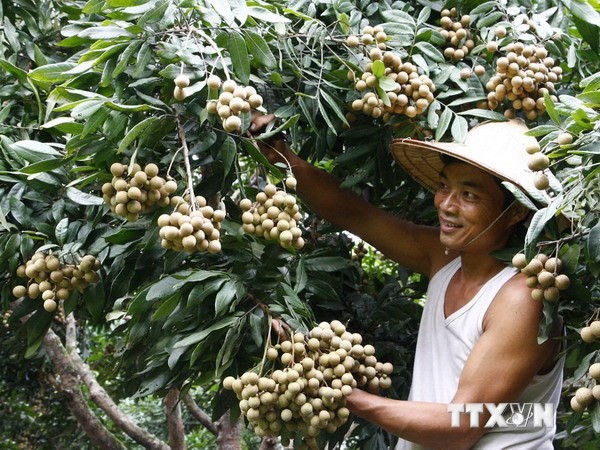 Применение модели выращивания лонгана в соответствии со стандартами VietGAP - ảnh 1