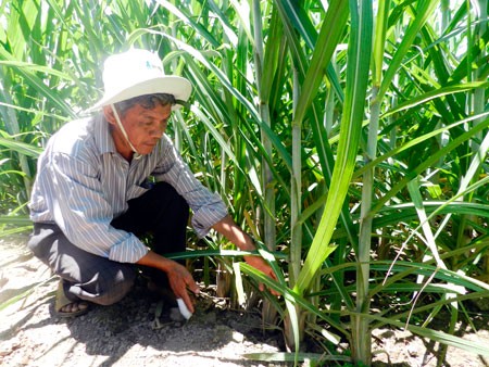 Hâu Giang: des foyers agricoles d'élite - ảnh 1