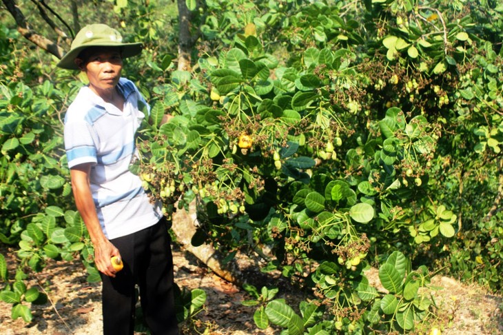 Binh Phuoc : développement durable de la filière noix de cajou - ảnh 1