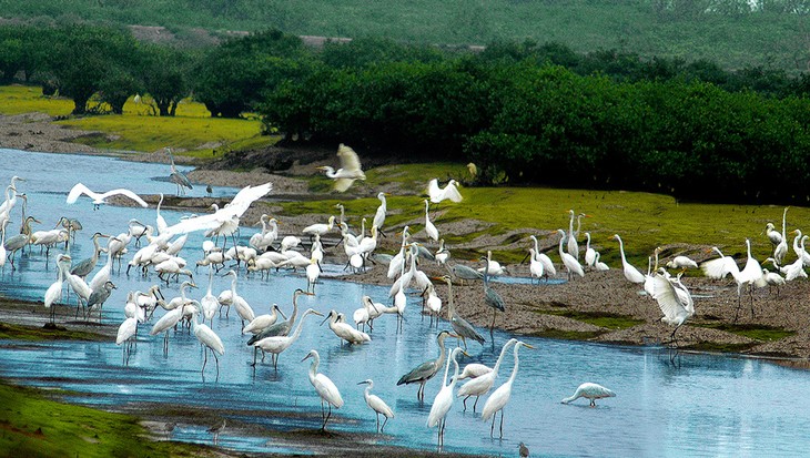 Parc national de Xuân Thuy : là où l’oiseau se pose - ảnh 1