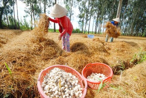 Dong Thap, où champignon rime avec million - ảnh 2