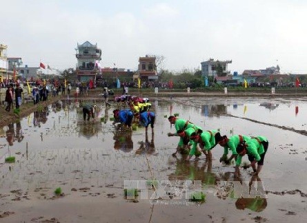 Dang Thi Ngoc Thinh à la fête de la descente aux champs à Nam Dinh - ảnh 1